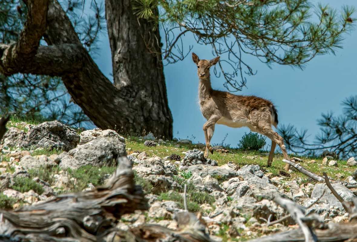 animal cinegético 